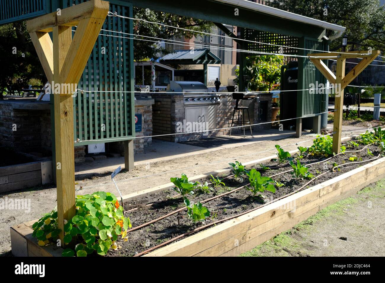 Urban Gardens plantings per cabages, kale, menta, fiori, con eccellente copertura meteorologica e cura da parte di volontari. Foto Stock