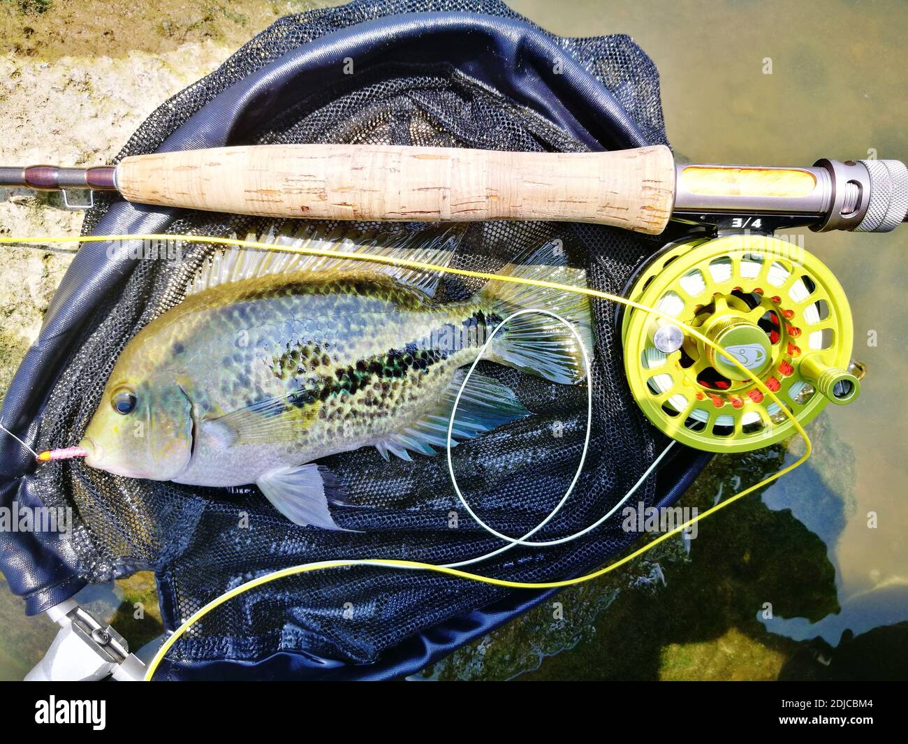 Direttamente sopra Tiro di pesce con canna da pesca su roccia Foto stock -  Alamy