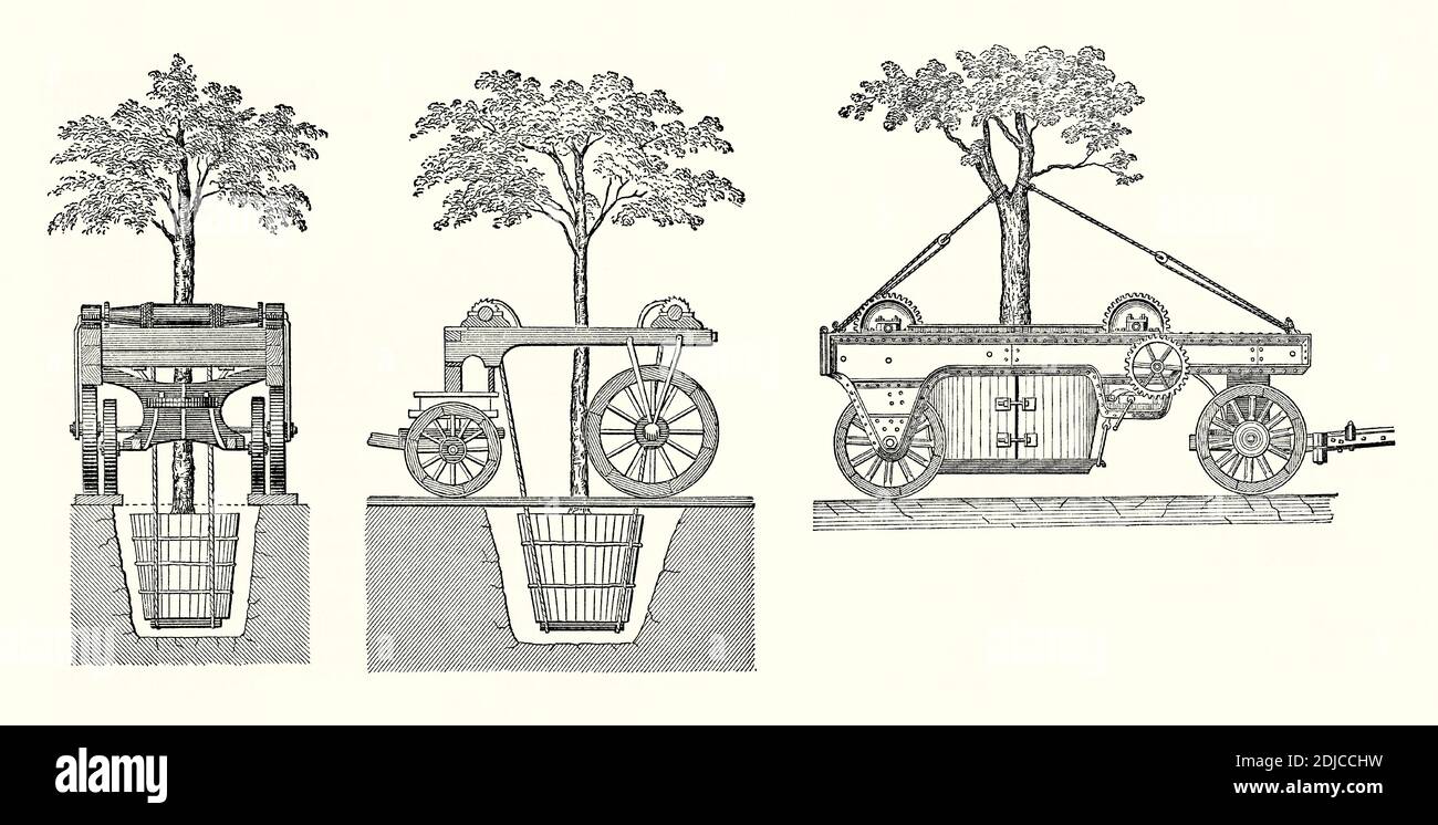 Una vecchia incisione di un carro trainato da cavalli del 1800 con una struttura in legno aperta per sollevare e rimuovere gli alberi per piantare in una nuova posizione. E 'da un libro vittoriano del 1880. Un buco è stato scavato intorno ad un albero. Tavole di legno sono state inserite sotto le radici. Tavole, legate intorno alla radice-palla, hanno tenuto le radici e il suolo in luogo. Corde potrebbero essere inserite sotto l'albero e verricelli utilizzati per sollevarlo. Le prime due figure mostrano una vista laterale e finale del veicolo. L'illustrazione a destra mostra una versione per alberi più grandi e maturi, che hanno bisogno di più di un cavallo per tirare il carro. Foto Stock