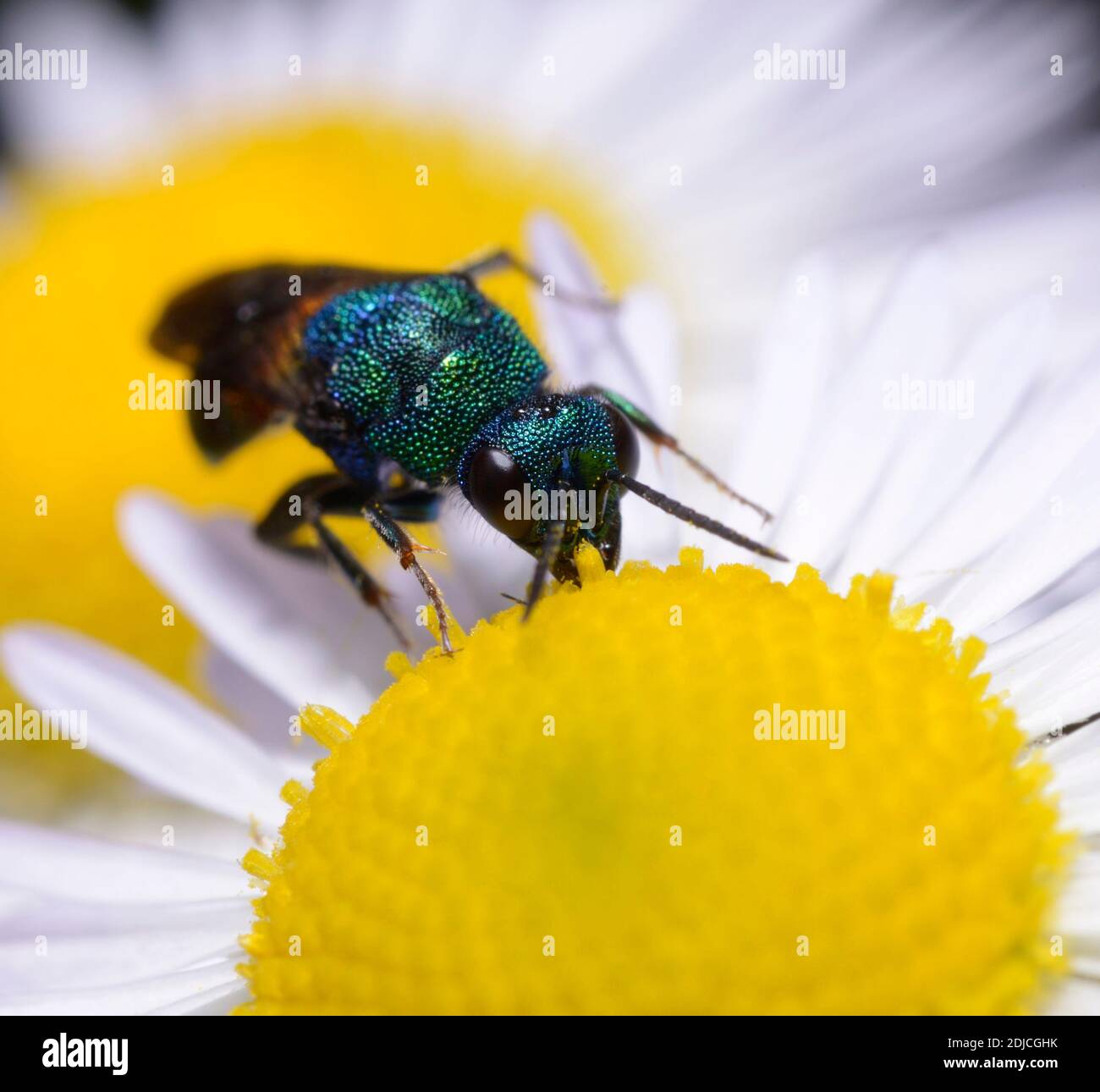 Vespa con coda di rubino, Chrysis ignita, mangiando il pestello giallo di un fiore camomilla campo Foto Stock
