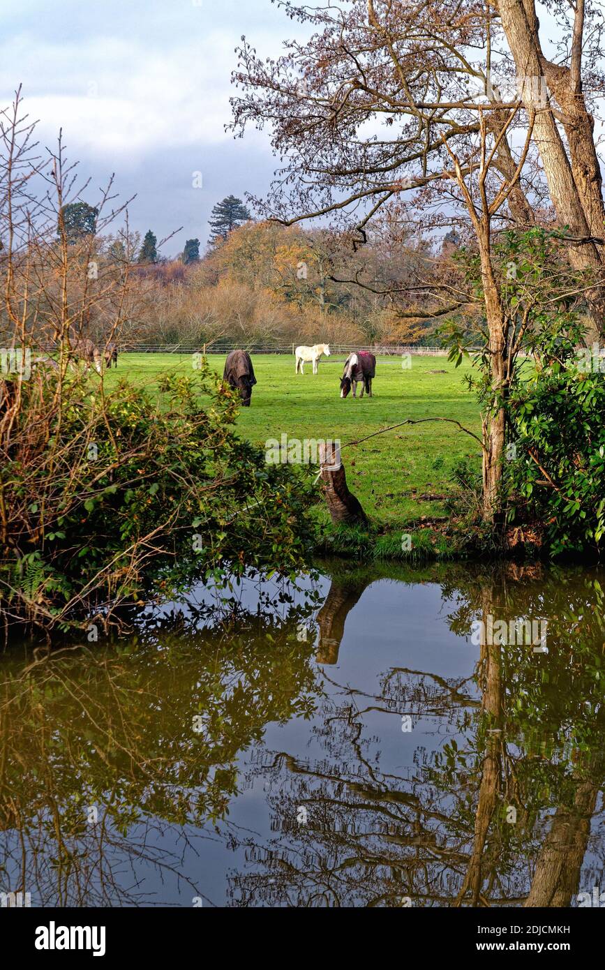 Cavalli che pascolano in un campo di campagna vicino al fiume Wey Navigation Canal Byfleet Surrey Inghilterra UK Foto Stock