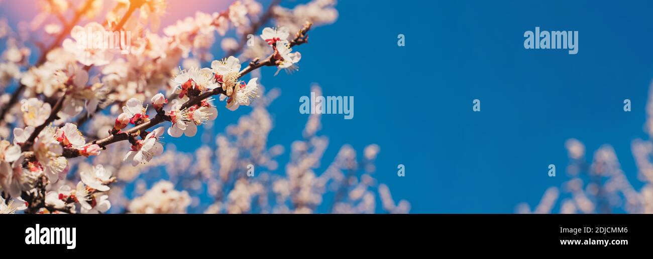 Fioritura dell'albero brunches sullo sfondo del cielo blu. Foto Stock