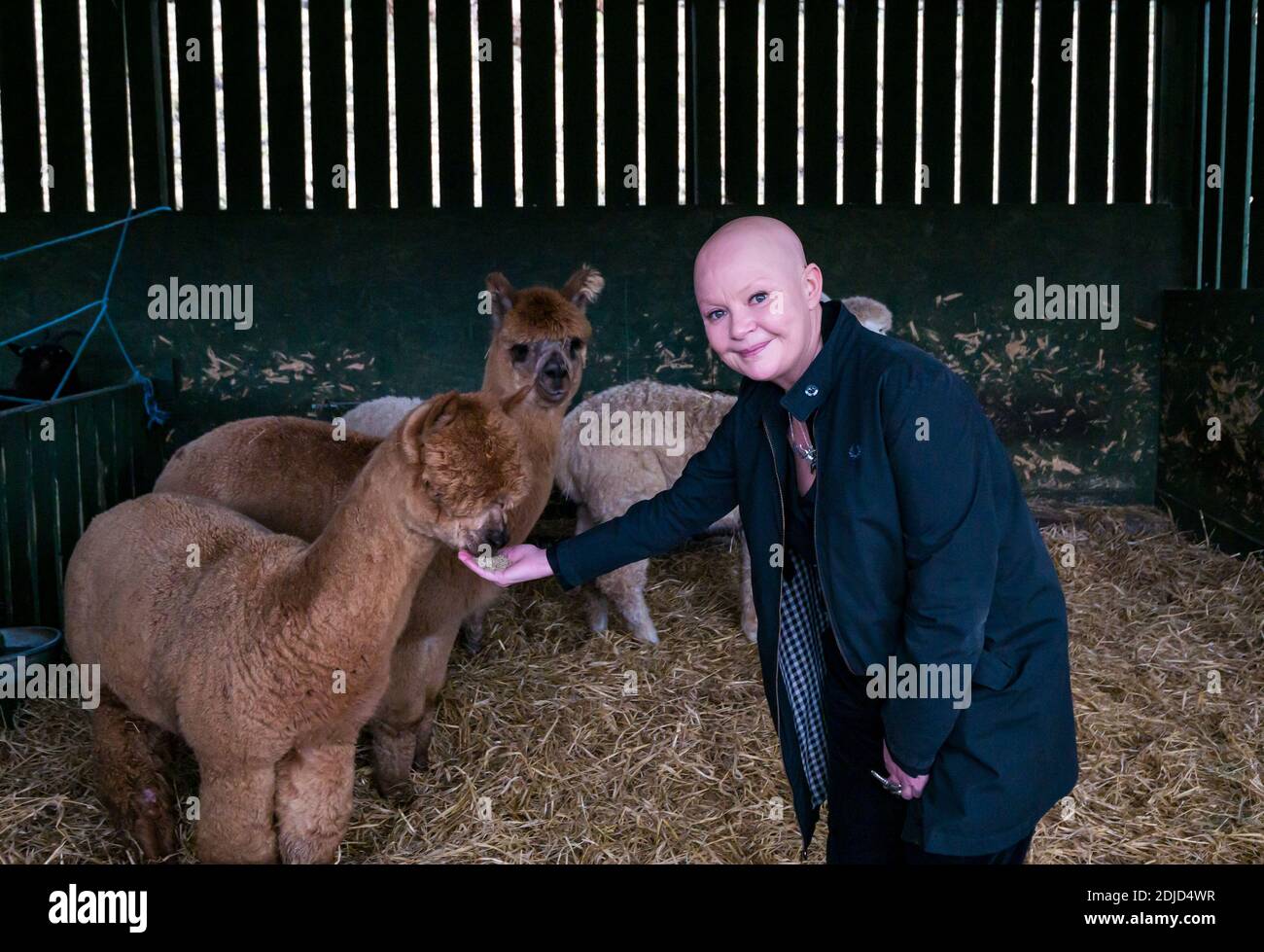 Gail Porter, personalità televisiva scozzese, all'LOVE Gorgie City Farm Feeding alpaca, Edimburgo, Scozia, Regno Unito Foto Stock