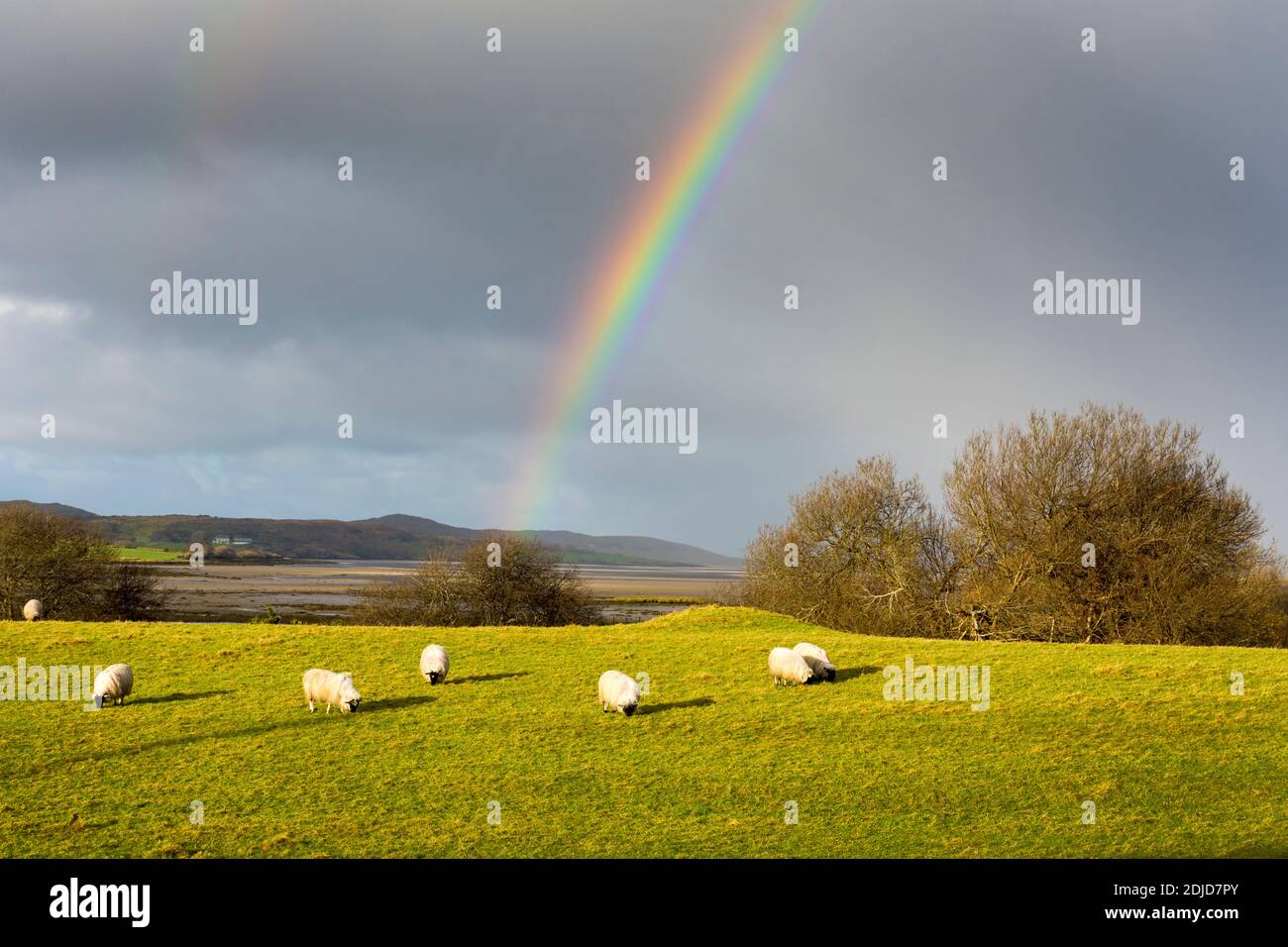 Ardara, Contea di Donegal, Irlanda . Arcobaleno appare sopra il villaggio costiero. Pascolo di pecora in campo Foto Stock