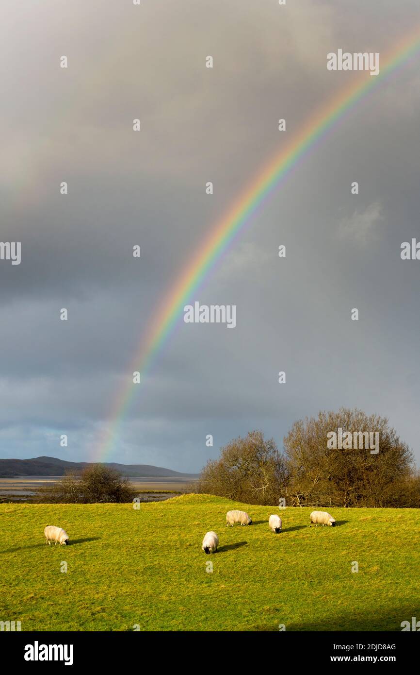 Ardara, Contea di Donegal, Irlanda . Arcobaleno appare sopra il villaggio costiero. Pascolo di pecora in campo Foto Stock