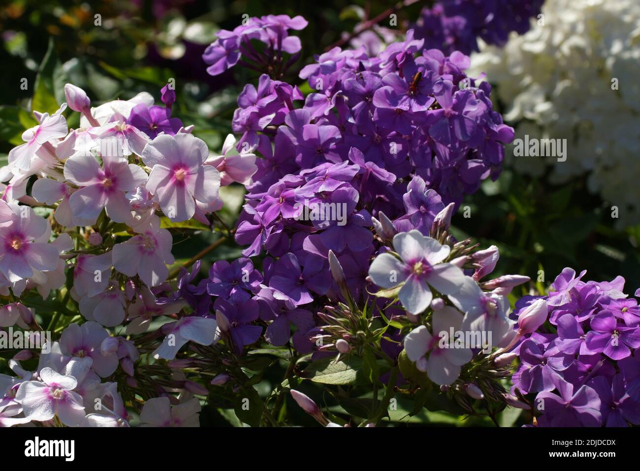 Multi-colore di phlox nella foto. Phlox paniculata, cadono phlox, giardino phlox, phlox perenni. Frammento di un giardino estivo in fiore. Foto Stock