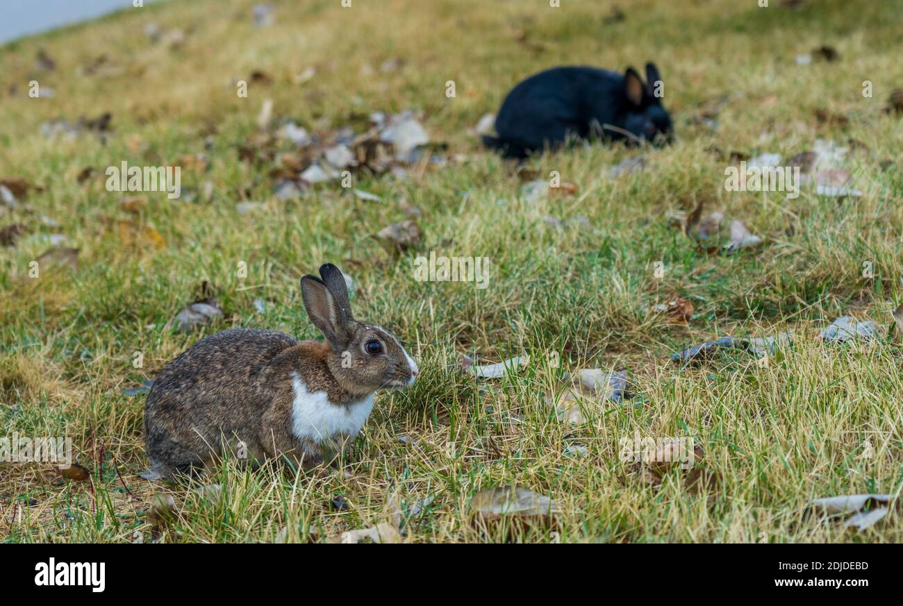 Primo piano simpatico coniglio selvatico che invecchia nell'erba. I conigli di Canmore, numerosi conigli ferali che vagano per la città. Alberta, Canada. Foto Stock