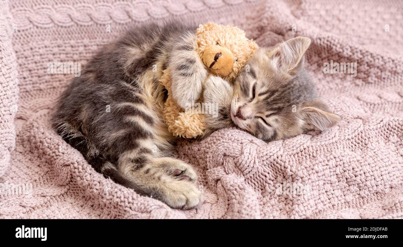 Il gatto del bambino dorme su coperta accogliente abbraccia un giocattolo. Morbido gattino tabby che snooze comodamente con orsetto di peluche su letto rosa lavorato a maglia. Banner Web lungo con copia Foto Stock