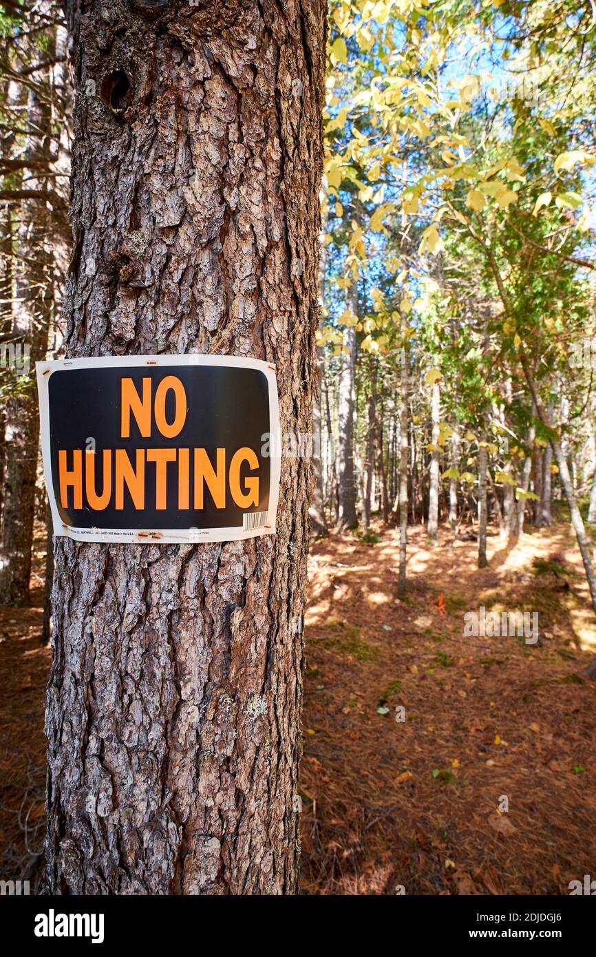 Un cartello arancione No Hunting è affisso, inchiodato ad un albero nei boschi, foresta di una proprietà in Surry, Maine. Foto Stock