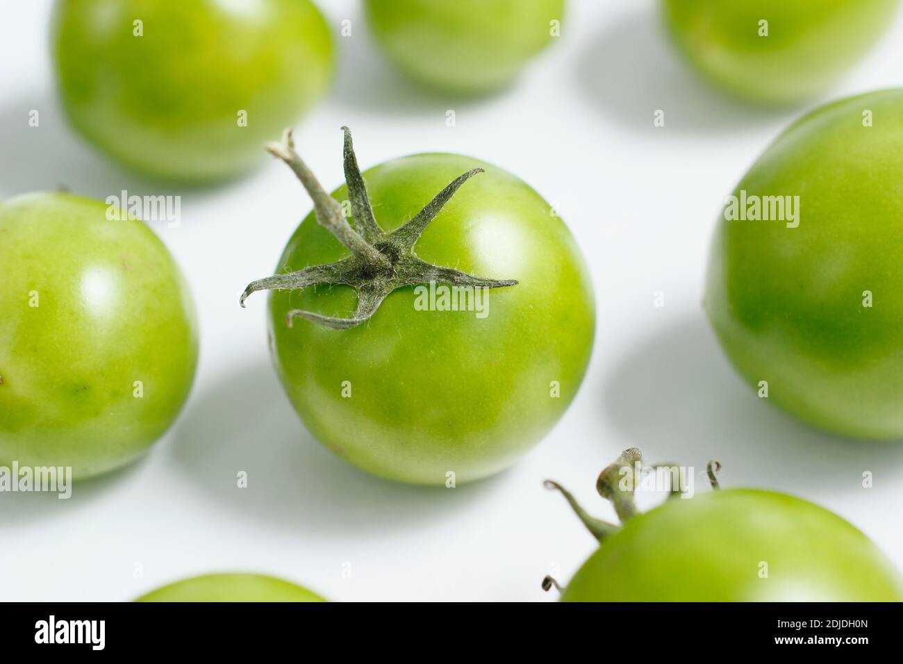 Solanum lycopersicum. Pomodori verdi su sfondo bianco. REGNO UNITO Foto Stock