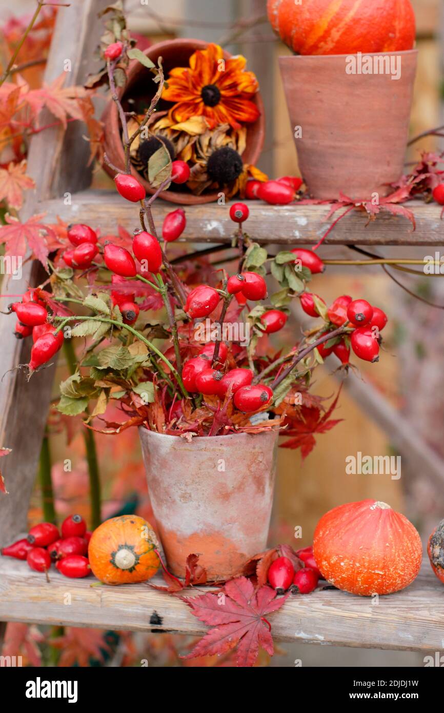 Giardino di zucche, teste di fiori, rosehip e colorate foglie acer su scale di legno in autunno. REGNO UNITO Foto Stock