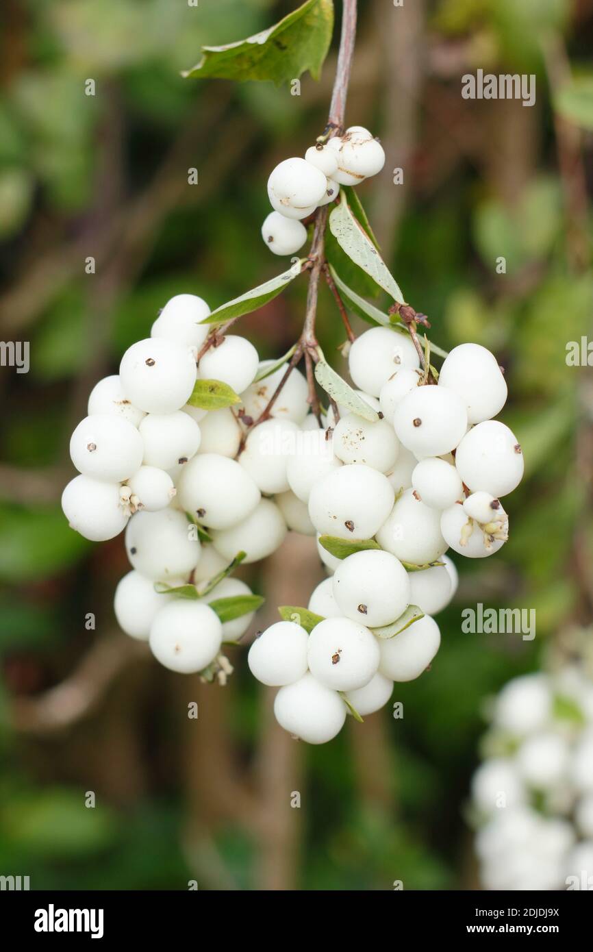 Symphoricarpos albus. Arbusto comune di bacca di neve che mostra i grappoli di bacche più bianchi alla fine dell'autunno. REGNO UNITO Foto Stock