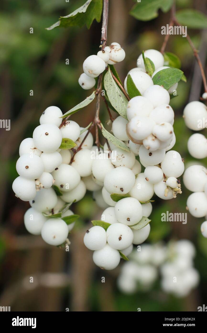 Symphoricarpos albus. Arbusto comune di bacca di neve che mostra i grappoli di bacche più bianchi alla fine dell'autunno. REGNO UNITO Foto Stock