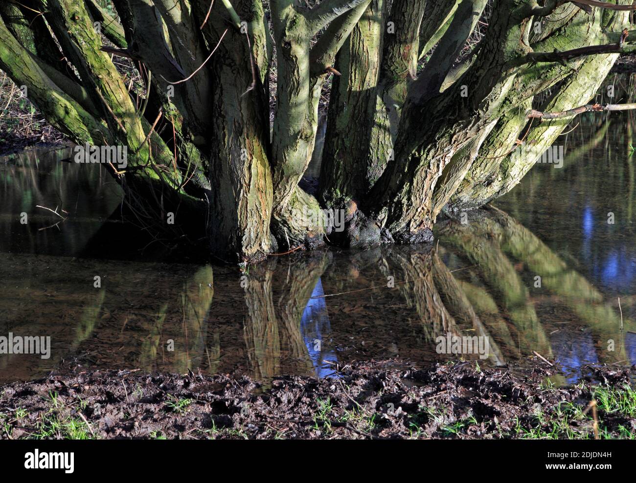 Una base di alberi precedentemente pollarded con riflessione sulla riserva naturale locale di Marston Marshes a Norwich, Norfolk, Inghilterra, Regno Unito. Foto Stock