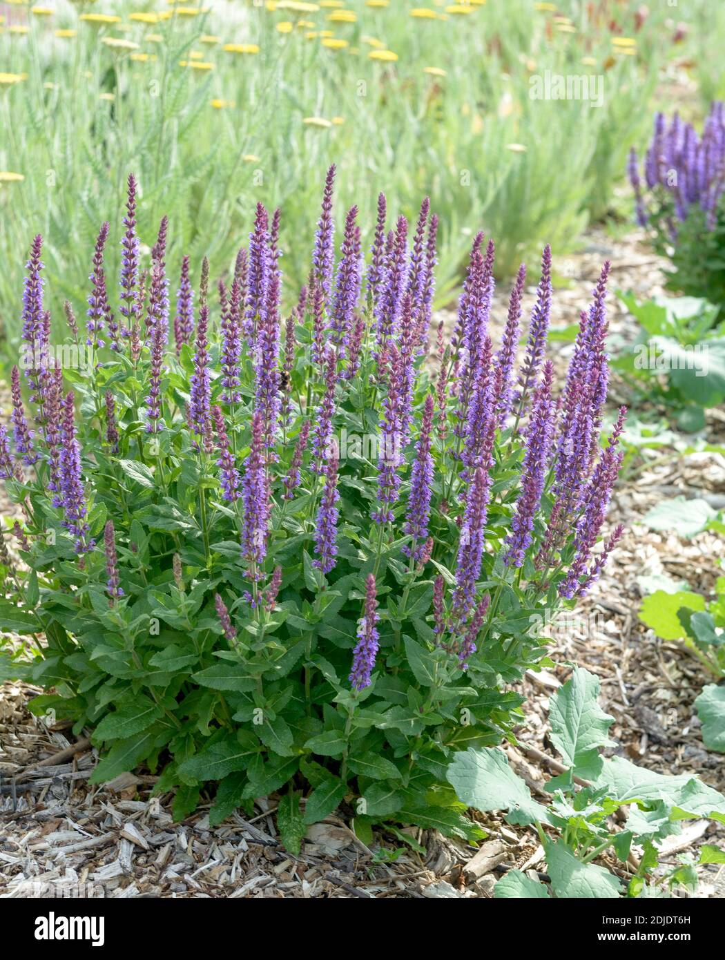 Steppen-Salbei (Salvia nemorosa , 'Ostfriesland') Foto Stock