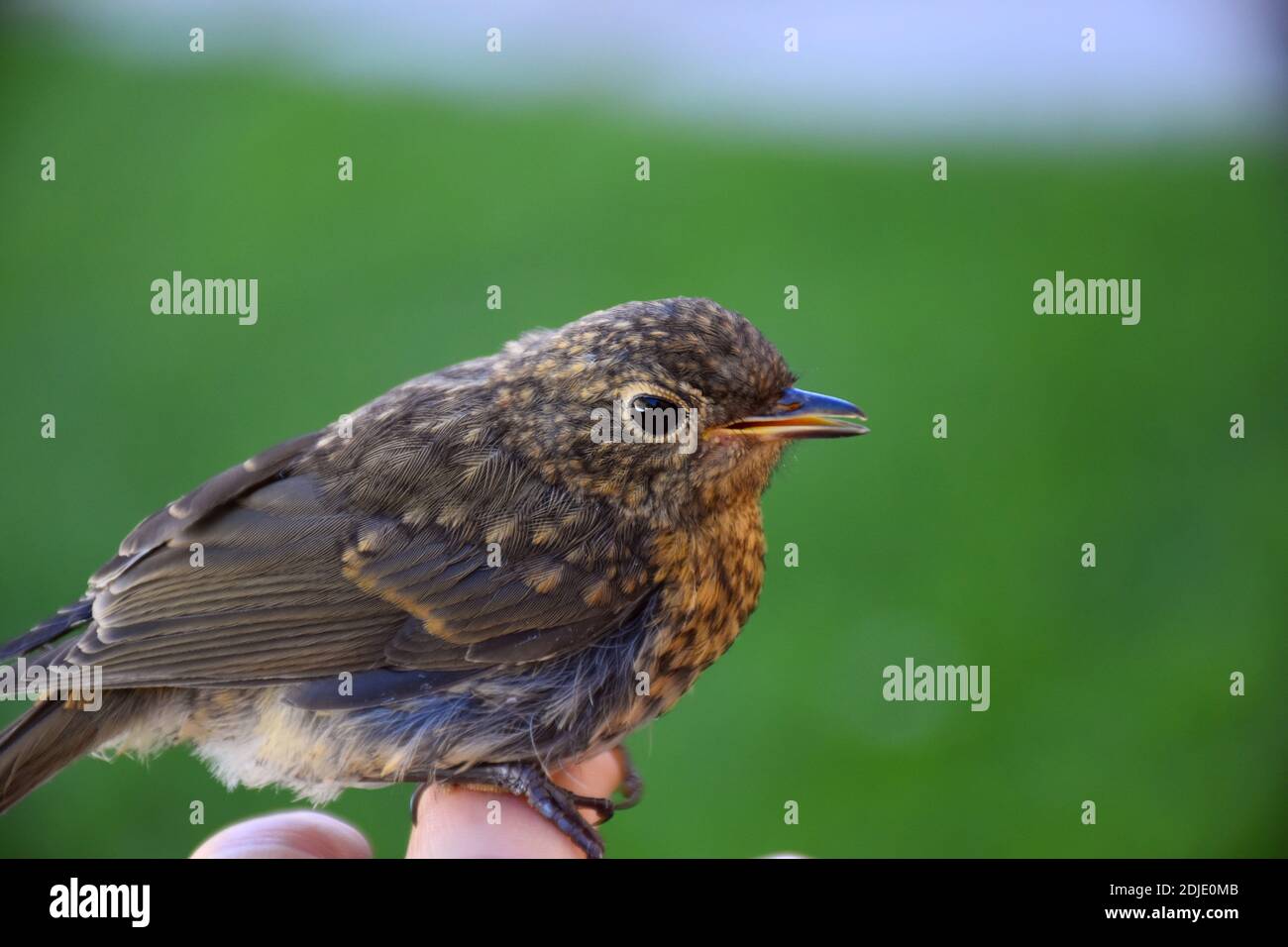 Baby Robin appollaiato a portata di mano dopo il primo volo dal nido. Foto Stock