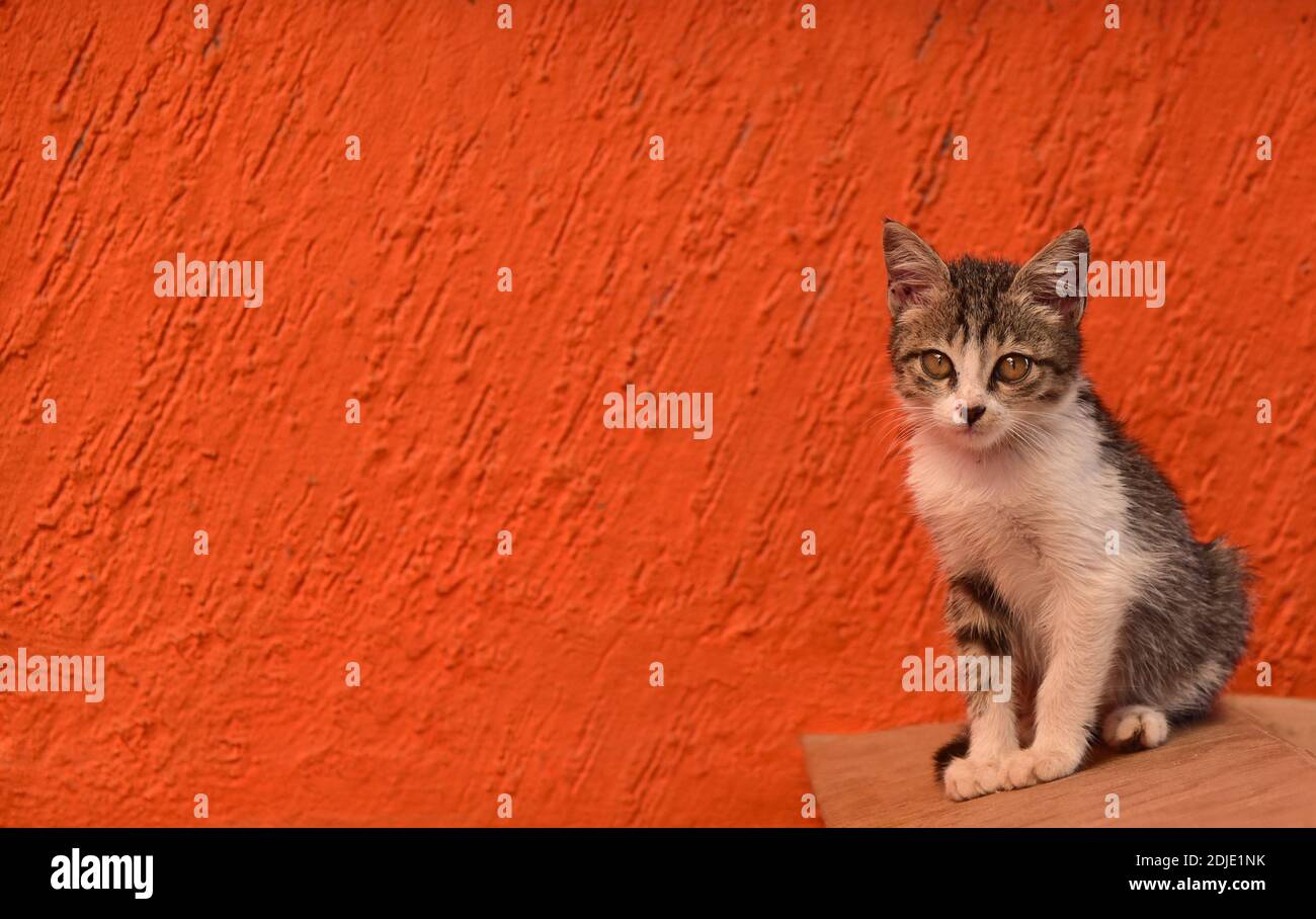 carino cucciolo seduto su uno sfondo a muro. gatto su sfondo arancione. Foto Stock