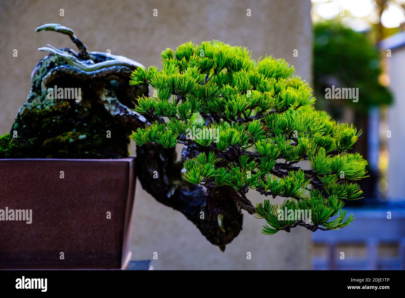 Un piccolo albero bonsai Foto Stock