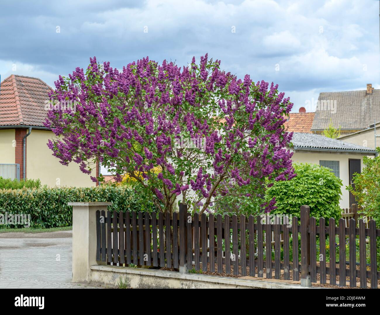 Edel-Flieder (Syringa vulgaris "Andenken un Ludwig Späth') Foto Stock