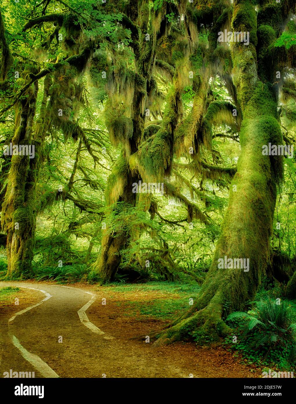 Aceri ricoperti di muschio. Foresta pluviale di Hoh. Olympic National Park, Washington. Foto Stock