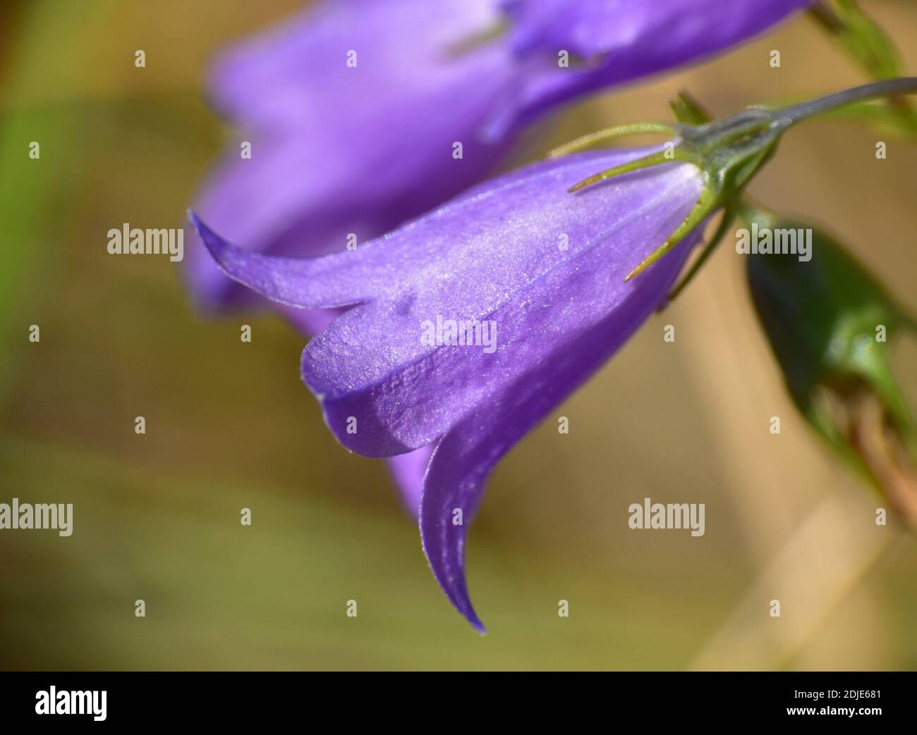 Campanula hispanica fiore dettaglio in prato verde accanto al percorso. Foto Stock