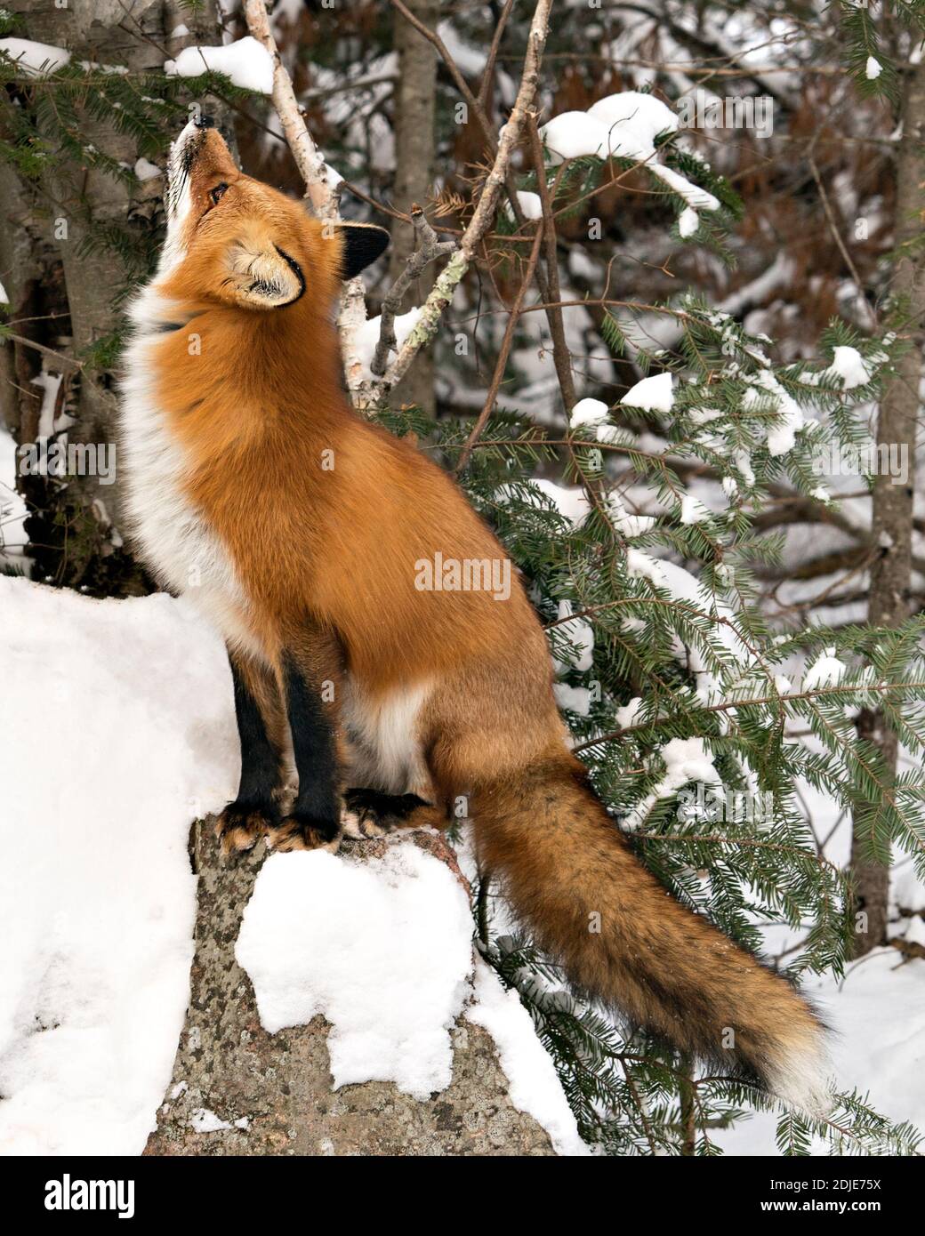 Volpe rossa guardando verso il cielo per controllare gli uccelli nella stagione invernale nel suo ambiente e habitat con neve e sfondo forestale, la visualizzazione. Foto Stock