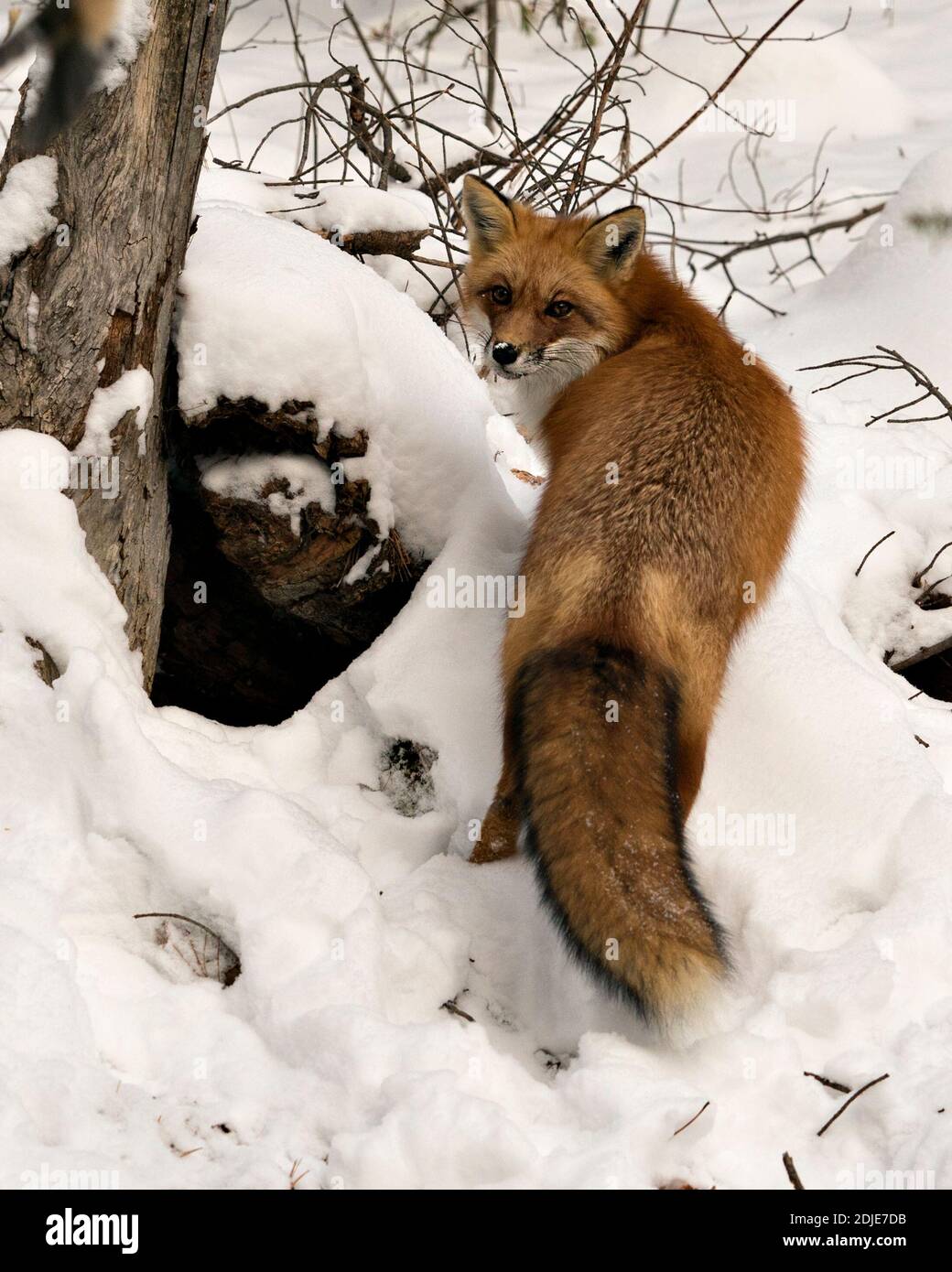 Volpe rossa guardando la macchina fotografica nella stagione invernale nel suo habitat con fondo di neve che mostra il corpo pieno, coda di volpe Bushy, pelliccia. Immagine FOX. Immagine. Foto Stock