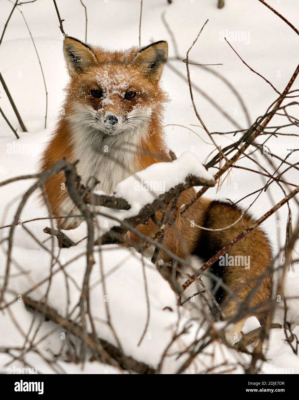 Foto della testa della volpe rossa guardando la fotocamera con il viso coperto di neve nella stagione invernale nel suo habitat con lo sfondo della neve che mostra la coda di volpe. Foto Stock