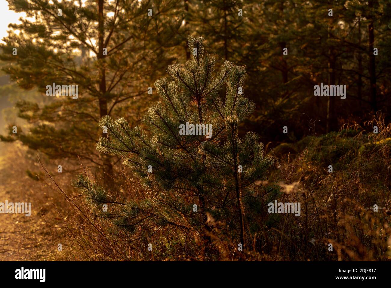 ramo di pino con coni e reti ragno-tessute il sole è si illumina calorosamente la mattina presto Foto Stock