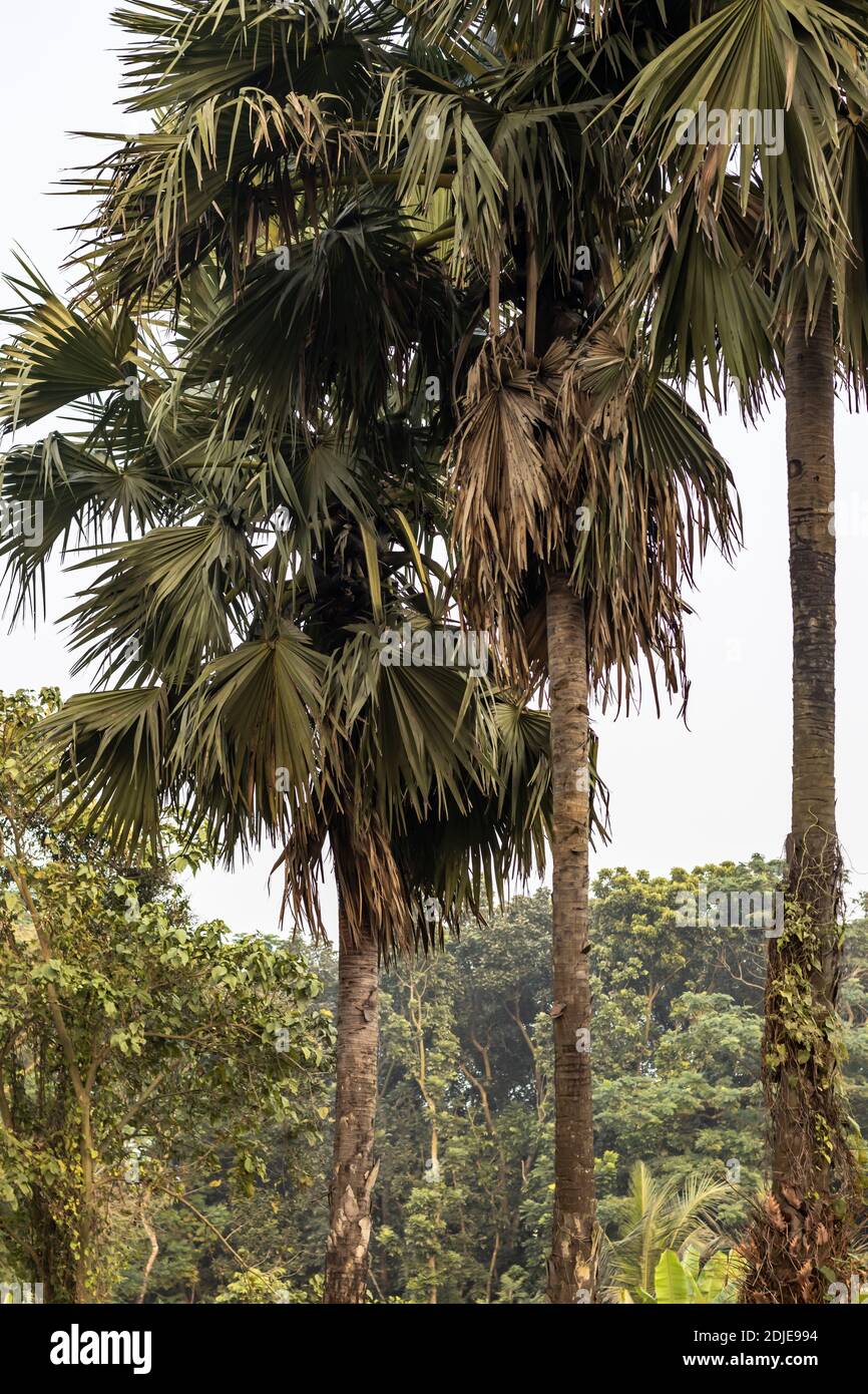 Tre fiabelliferi Borassus o palmo Palmyra asiatico allineati accanto a. strada nella giungla Foto Stock