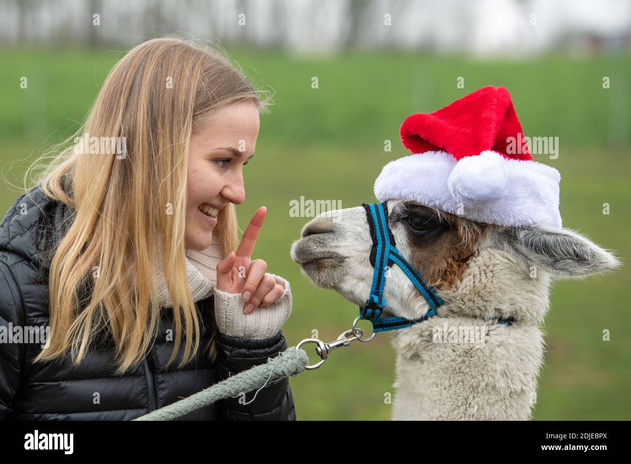 Johanna e alpaca Lady Tina si allenano per Weihafterten, stagione d'Avvento con alpaca il 13 dicembre 2020 a Ennigerloh-Enniger/Germania. Â | utilizzo in tutto il mondo Foto Stock