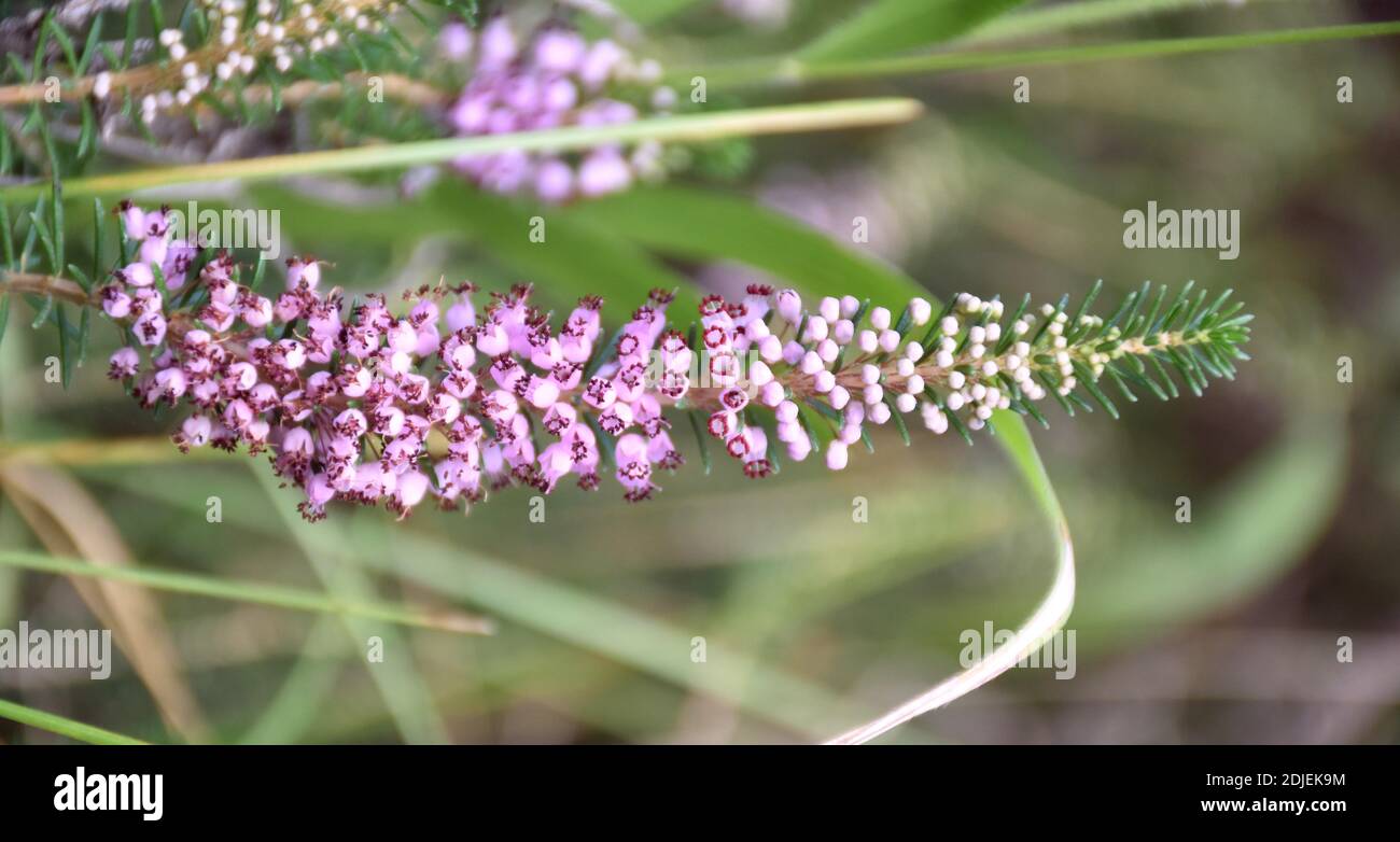 Erica vagans pianta in fiore rosa. Munilla, la Rioja. Foto Stock
