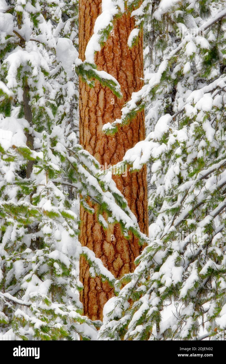 Neve con pino ponderosa. Elkhorn Drive National Scenic Byway. Oregon Foto Stock