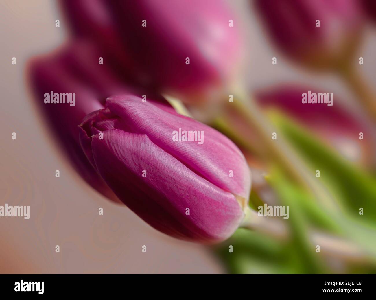 Bouquet di fiori di tulipano rosa con fondo morbido Foto Stock