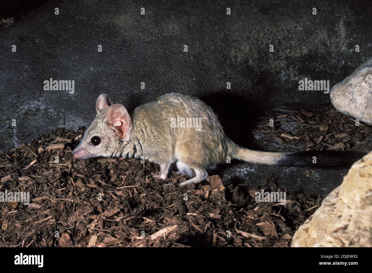 Kowari o Brush marsupial Rat, dasyuroides byrnei, piccolo marsupiale carnivoro nativo in Australia Foto Stock