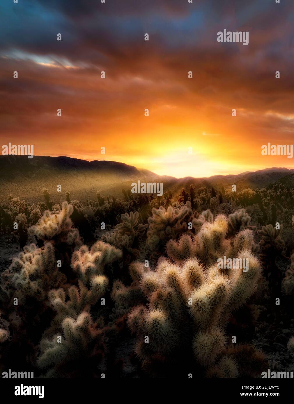 Giardini di Cholla al tramonto. Joshua Tree National Park, California Foto Stock