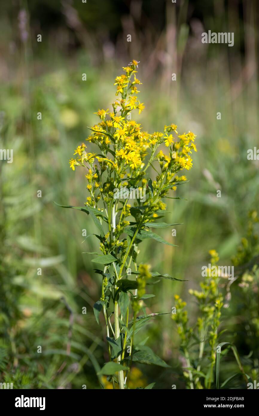 La miniera d'oro comune, o Corno d'Oro (Solidago latino virgаurea) fiorisce in estate nel suo ambiente naturale. Foto Stock