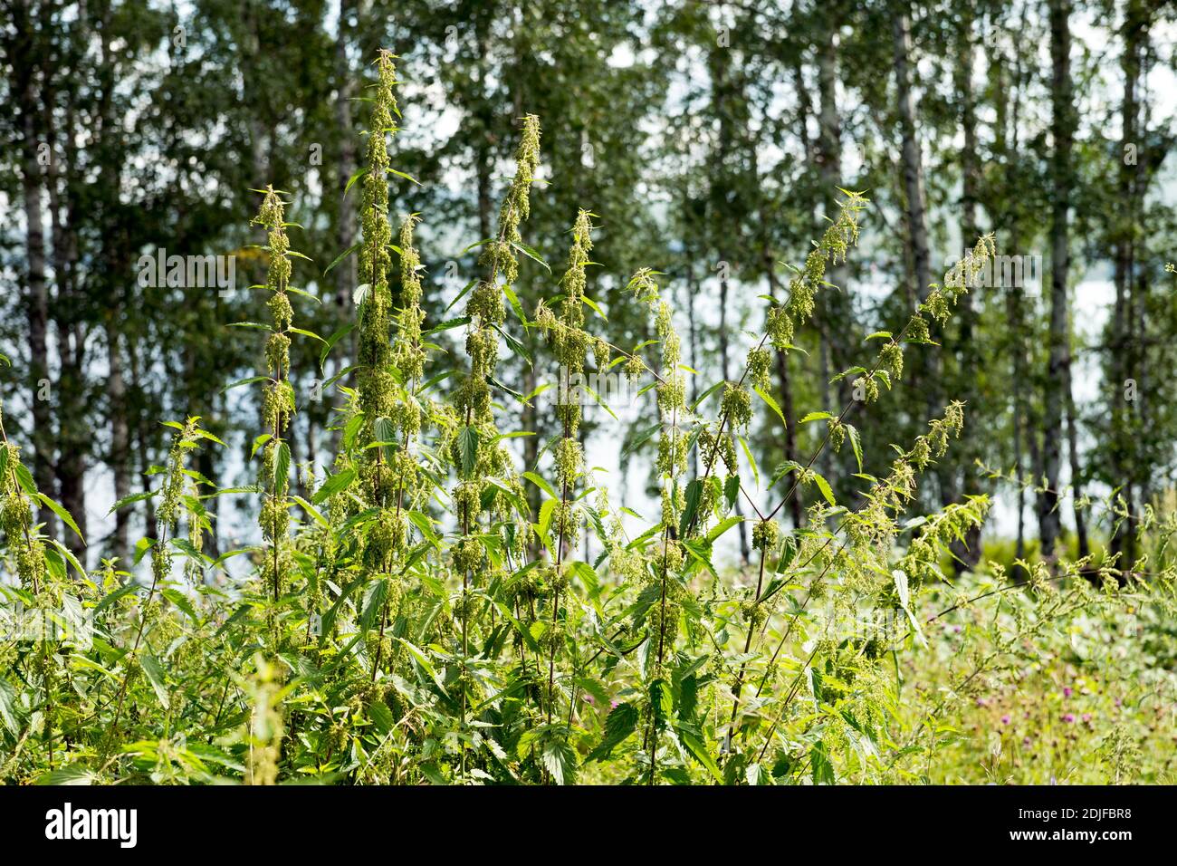 Ortica comune (latino Urtíca diоica) in un boschetto di betulla su uno sfondo di alberi, in estate. Foto Stock