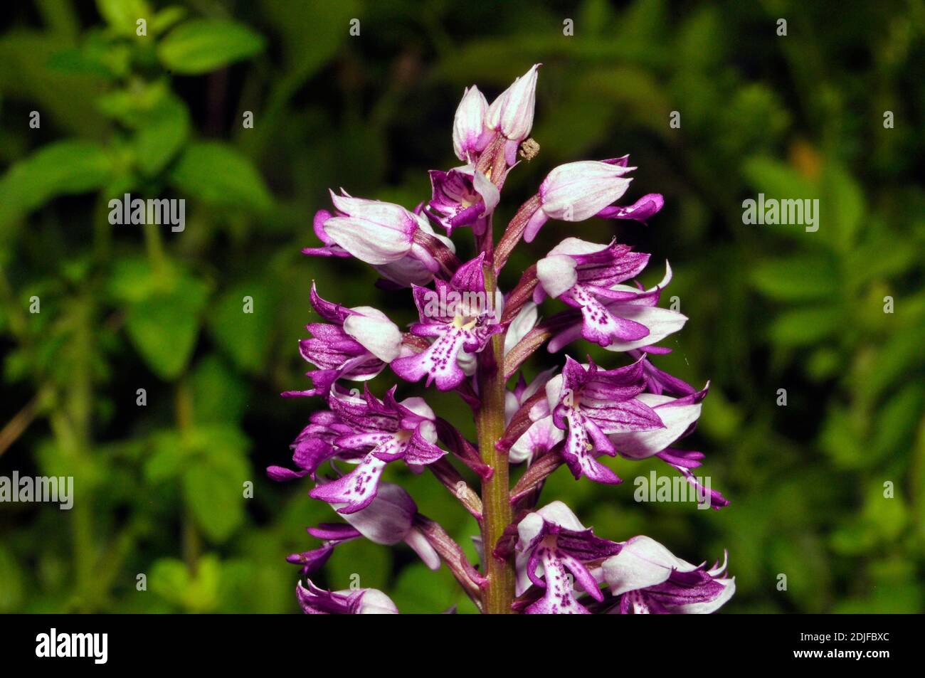 Military Orchid, Orchis militaris, Rare, Buckinghamshire, Regno Unito Foto Stock