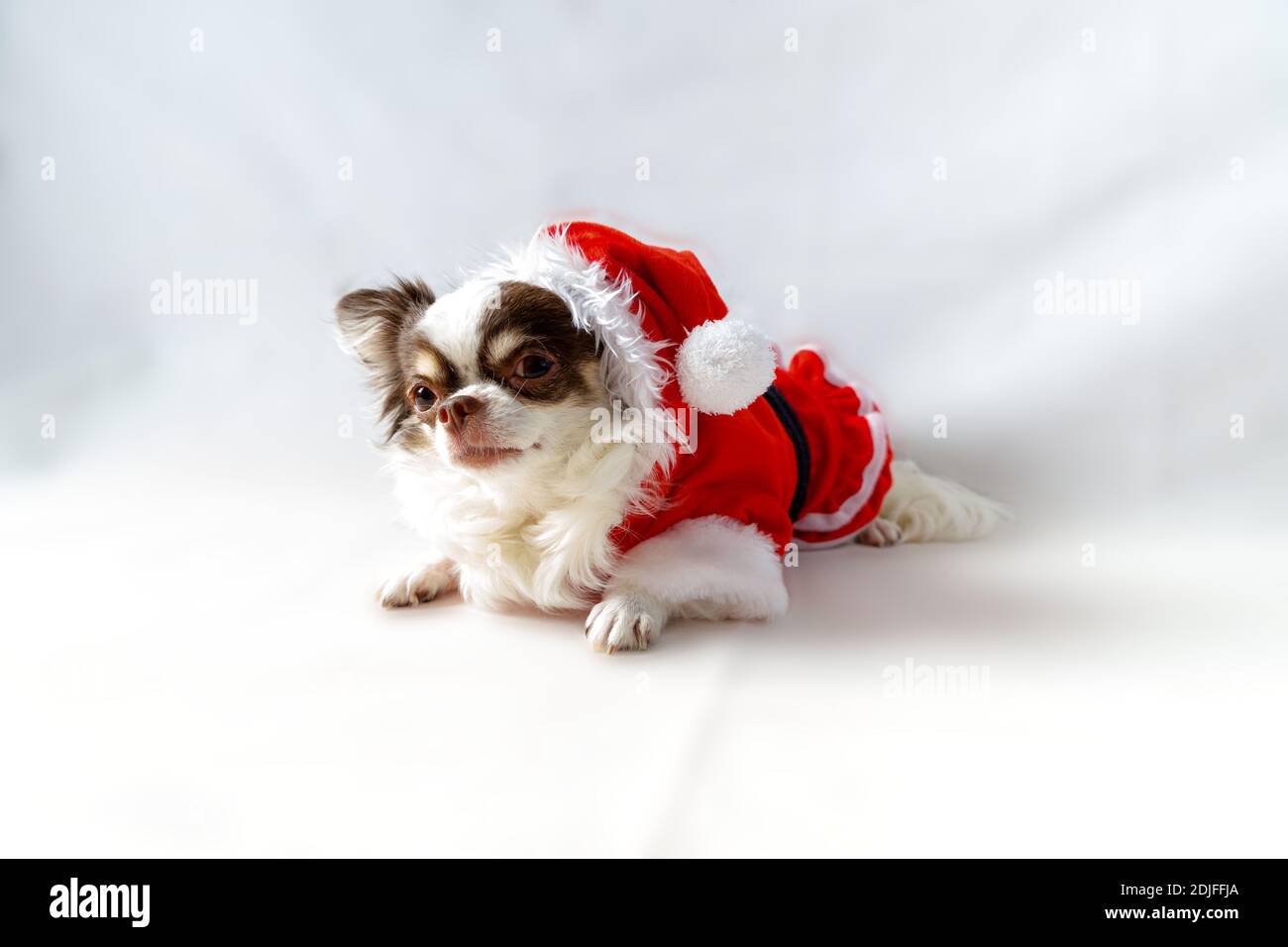 Il cane Chihuahua indossa un costume rosso di natale santa e guarda la macchina fotografica. Isolato su sfondo bianco. Foto Stock