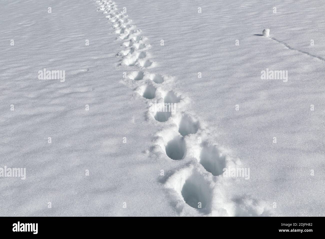 Escursioni in montagna nella neve Foto Stock