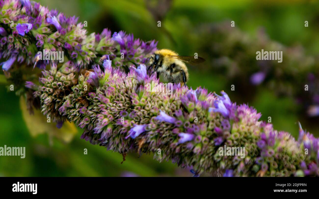 Caccia alle api Foto Stock