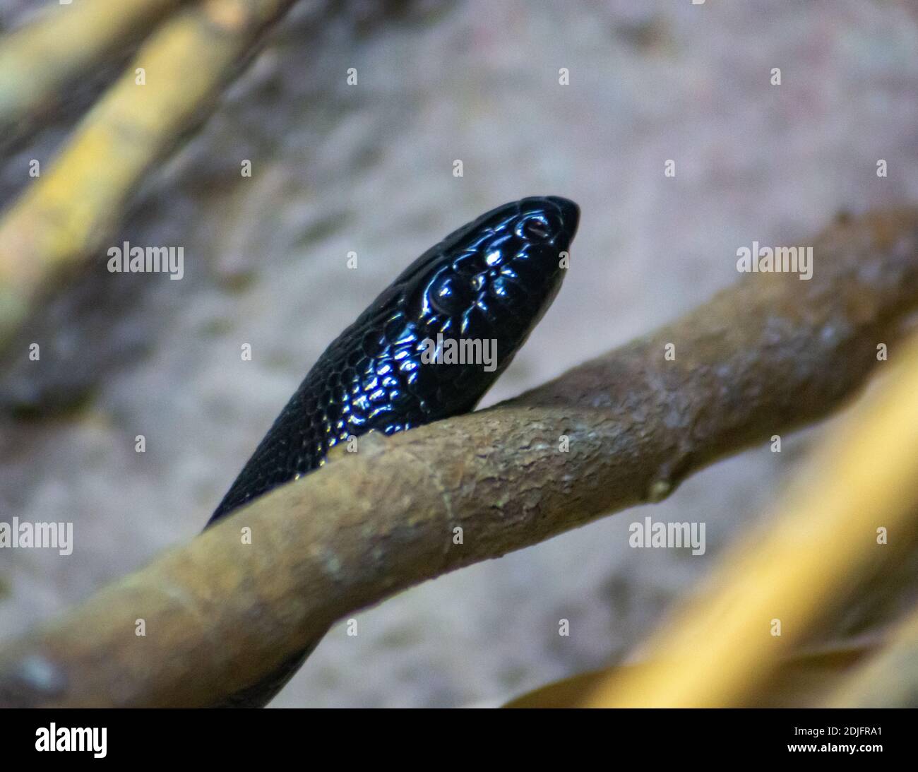 Testa del serpente nero Foto Stock