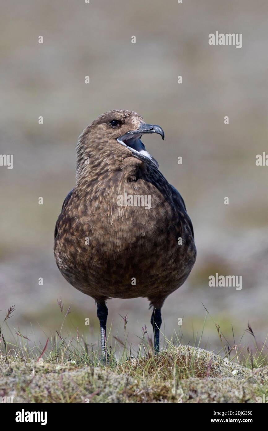 Grande skua (Stercorarius skua) che chiama in brughiera in estate Foto Stock