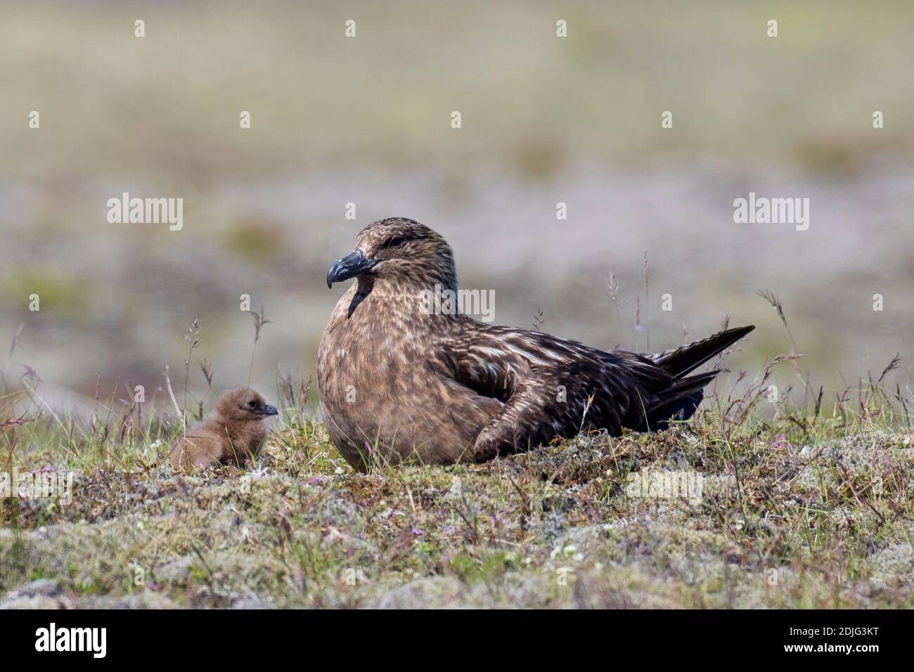 Grande skua (Stercorarius skua) con cazzo nidificazione sulla tundra in estate, Islanda Foto Stock