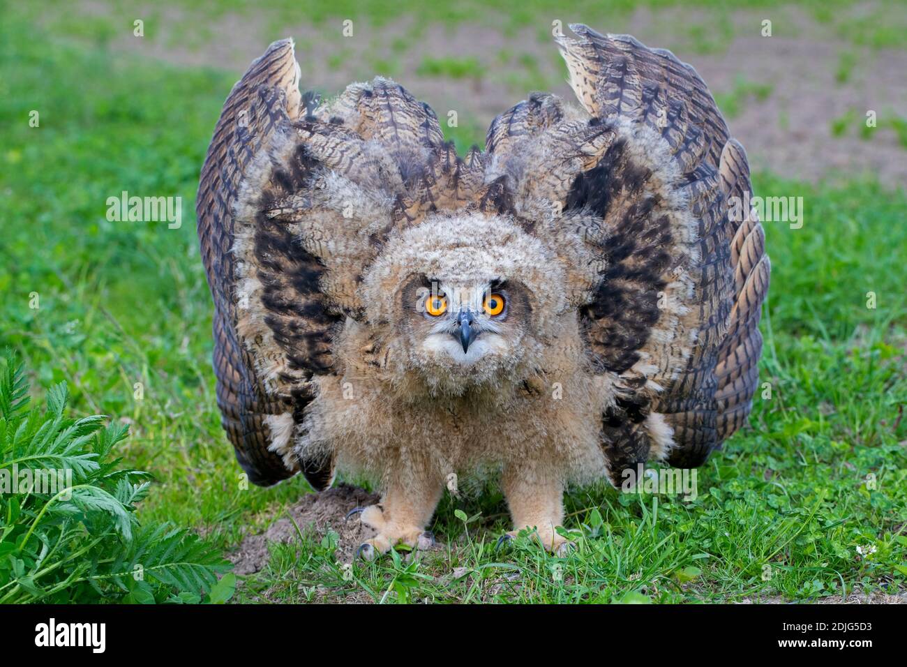 Display di minaccia dal Gufo reale / i giovani europei il gufo reale (Bubo bubo) owlet che mostra la testa abbassata e le ali distese e con la punta rivolta verso il basso Foto Stock