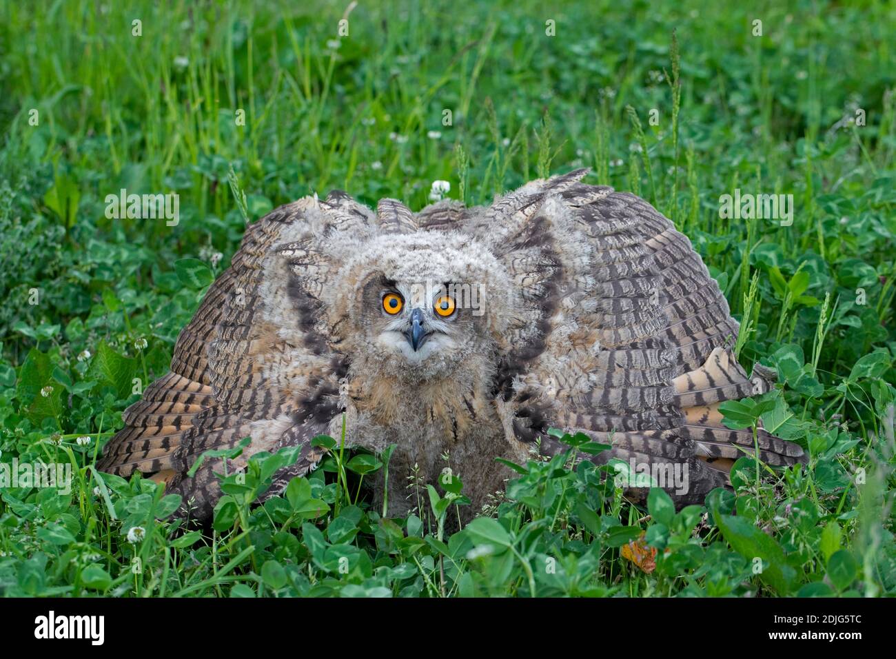 Display di minaccia dal Gufo reale / i giovani europei il gufo reale (Bubo bubo) owlet che mostra la testa abbassata e le ali distese e con la punta rivolta verso il basso Foto Stock
