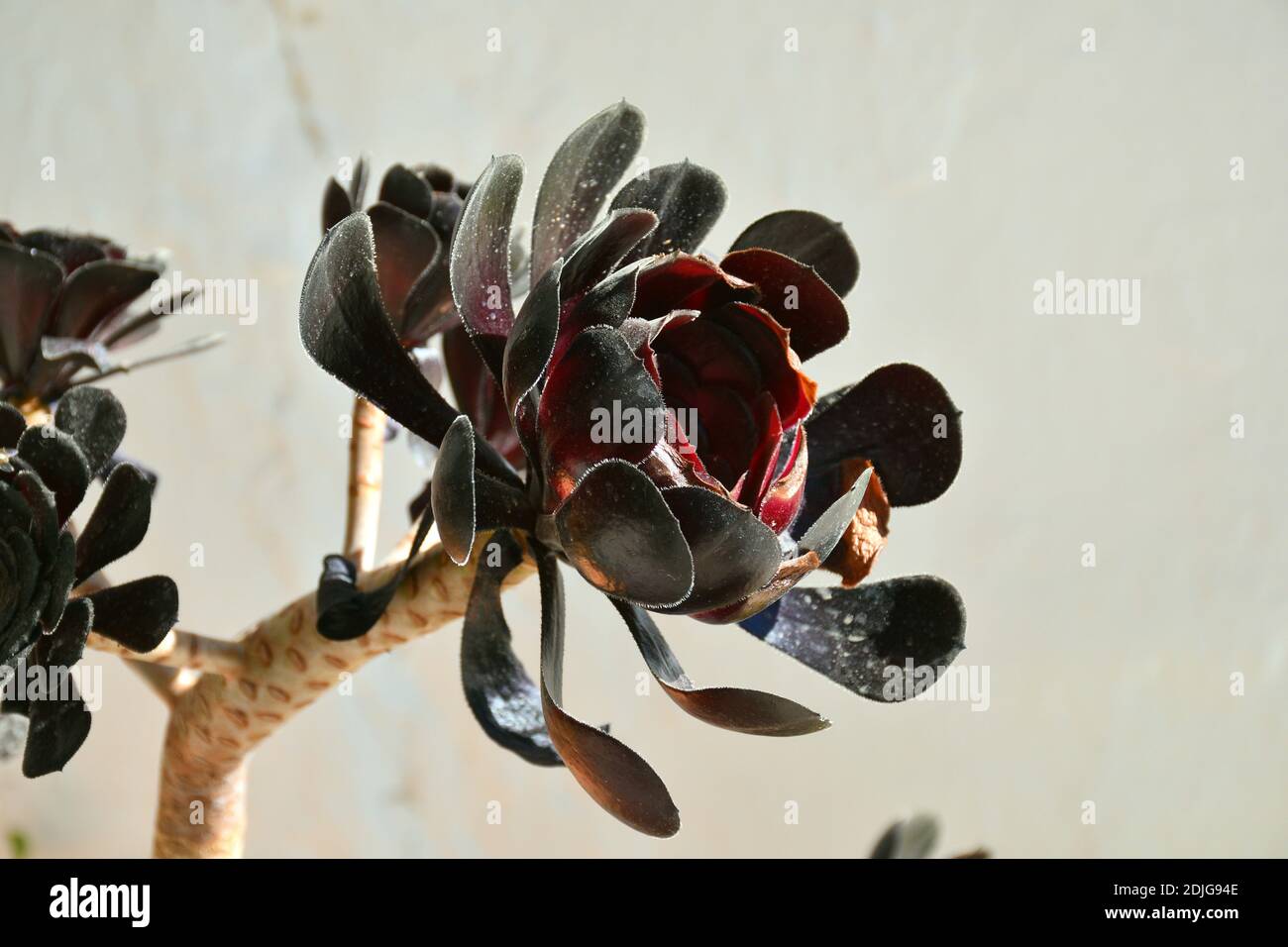 Pianta tropicale Aeonium arboreum in vaso. El Toboso. Foto Stock