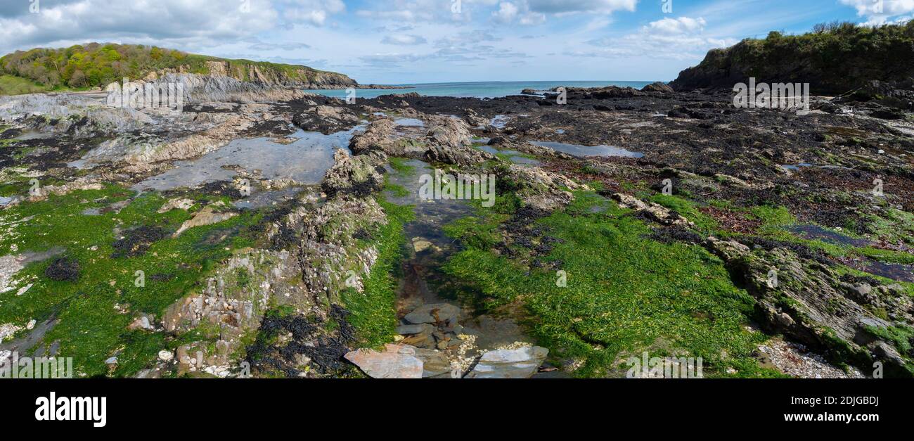Spiaggia rocciosa con alghe verdi e piscine di marea a Polridmouth Bay, vicino a Fowey, Cornovaglia, Regno Unito Foto Stock