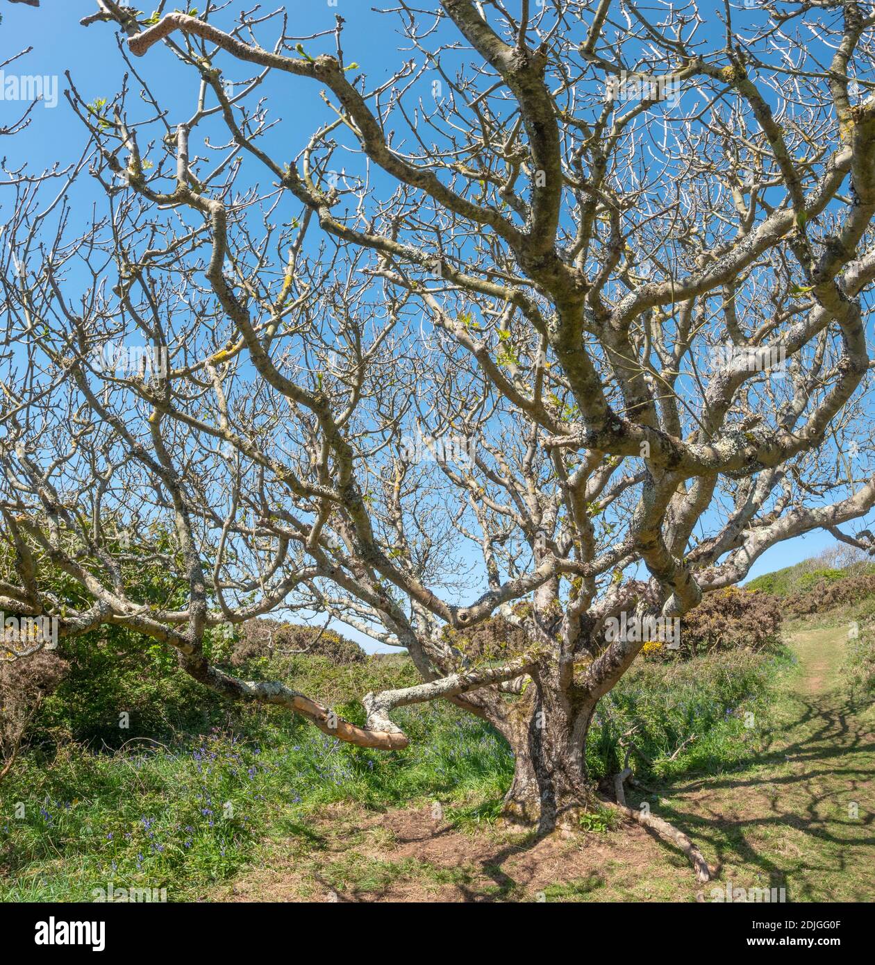 Vecchio albero di cenere (Fraxinus exelsior) che cresce vicino alle scogliere sulla costa meridionale della Cornovaglia, Regno Unito Foto Stock